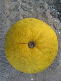              Fruit (Winter Haven, FL)       