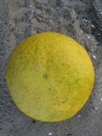              Fruit (Winter Haven, FL)       