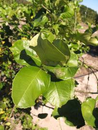            Sun leaves (Winter Haven, FL)   