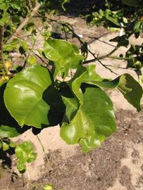            Sun leaves (Winter Haven, FL)   