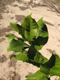            Sun leaves (Winter Haven, FL)   