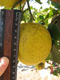              Fruit (Winter Haven, FL)       