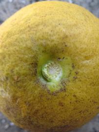              Fruit (Winter Haven, FL)       