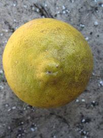              Fruit (Winter Haven, FL)       