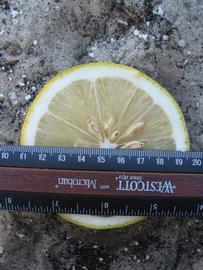              Fruit cross-section (Winter Haven, FL)       