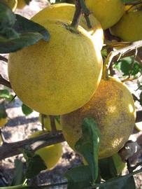              Fruit (Winter Haven, FL)       