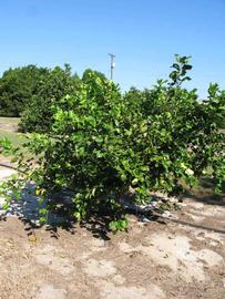            Habit (Winter Haven, FL)   