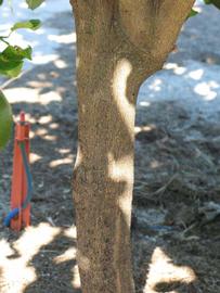            Bark (Winter Haven, FL)      