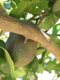              Second - third year twig (Winter Haven, FL)       