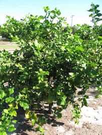            Habit (Winter Haven, FL)   