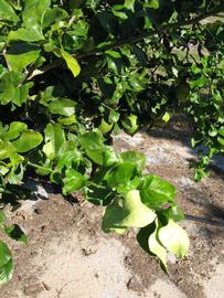              Sun leaves (Winter Haven, FL)       