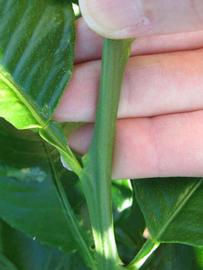            First year twig (Winter Haven, FL)   