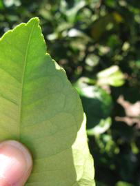              Margin (Winter Haven, FL)       