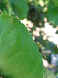              Margin (Winter Haven, FL)       