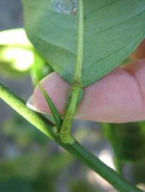              Petiole (Winter Haven, FL)       