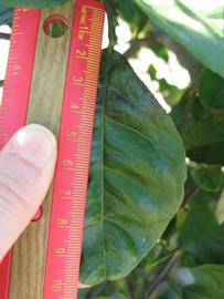              Unifoliolate leaf (Winter Haven, FL)       