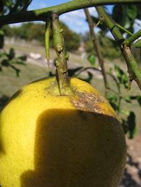              Fruit (Winter Haven, FL)       