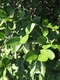              Sun leaves (Winter Haven, FL)       