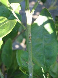            First year twig (Winter Haven, FL)   