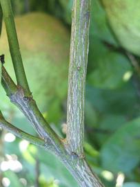              Second - third year twig (Winter Haven, FL)       