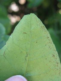              Margin (Winter Haven, FL)       