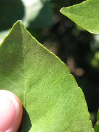              Margin (Winter Haven, FL)       