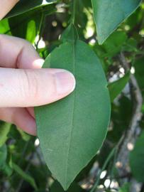              Unifoliolate leaf (Winter Haven, FL)       