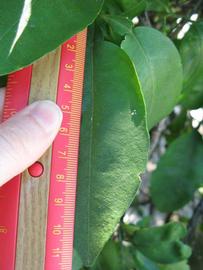              Unifoliolate leaf (Winter Haven, FL)       