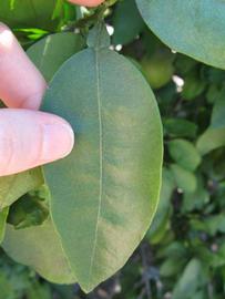              Unifoliolate leaf (Winter Haven, FL)       