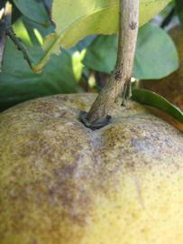              Fruit (Winter Haven, FL)       