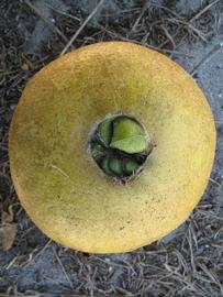              Fruit (Winter Haven, FL)       