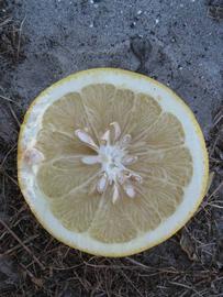            Fruit cross-section of  Citrus paradisi          (Navel, Winter Haven, FL)   