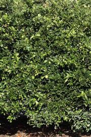            Habit (Riverside, CA)   