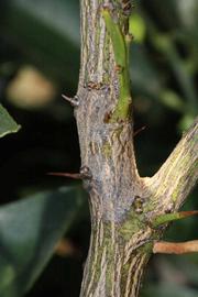              Second - third year twig (Riverside, CA)       