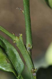            First year twig (Riverside, CA)   