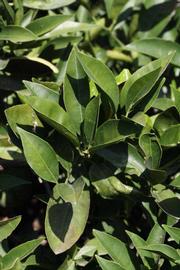              Sun leaves (Riverside, CA)       