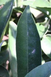              Margin (Riverside, CA)       