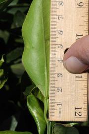              Unifoliolate leaf (Riverside, CA)       