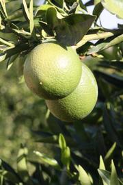            Immature fruit (Riverside, CA)   