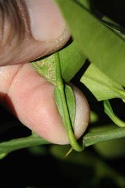              Petiole (Riverside, CA)       