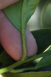              Petiole (Riverside, CA)       