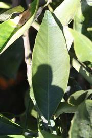             Unifoliolate leaf (Riverside, CA)       