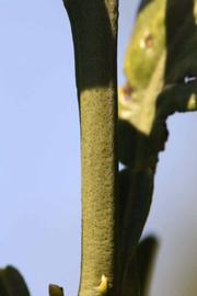              First year twig (Riverside, CA)       