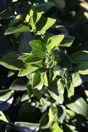            Sun leaves (Riverside, CA)   