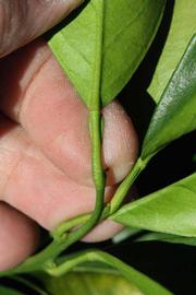              Petiole (Riverside, CA)       