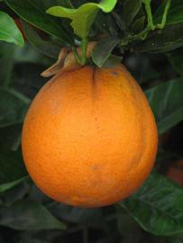            Fruit (Riverside, CA)   