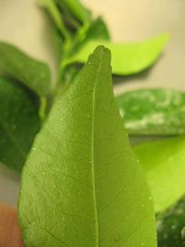              Margin (Chiefland, FL)       