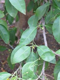              Shade leaves (Riverside, CA)       