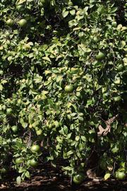            Habit (Riverside, CA)   