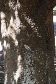            Bark (Riverside, CA)   